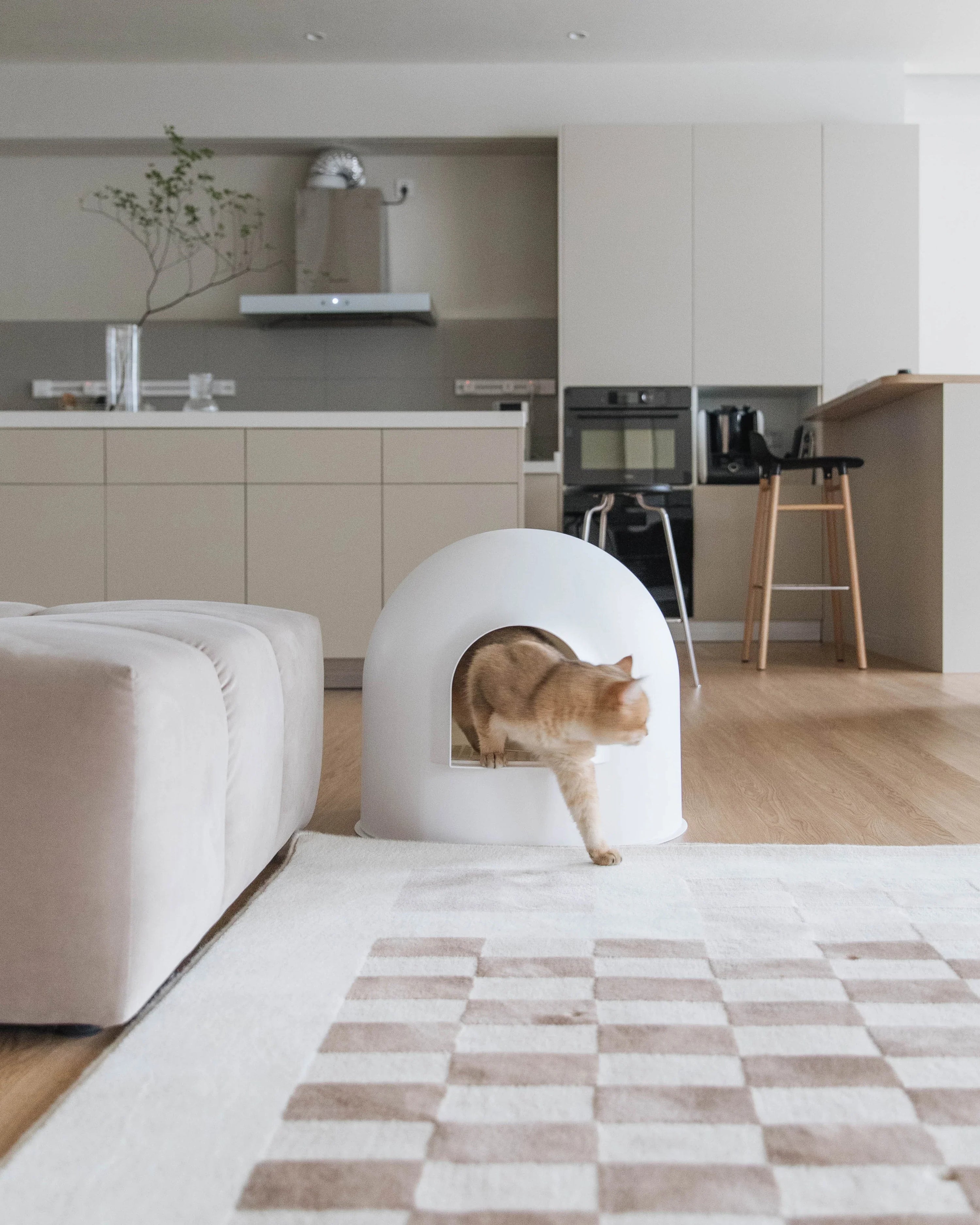 How to Eliminate the Odor After Your Cat's Poop