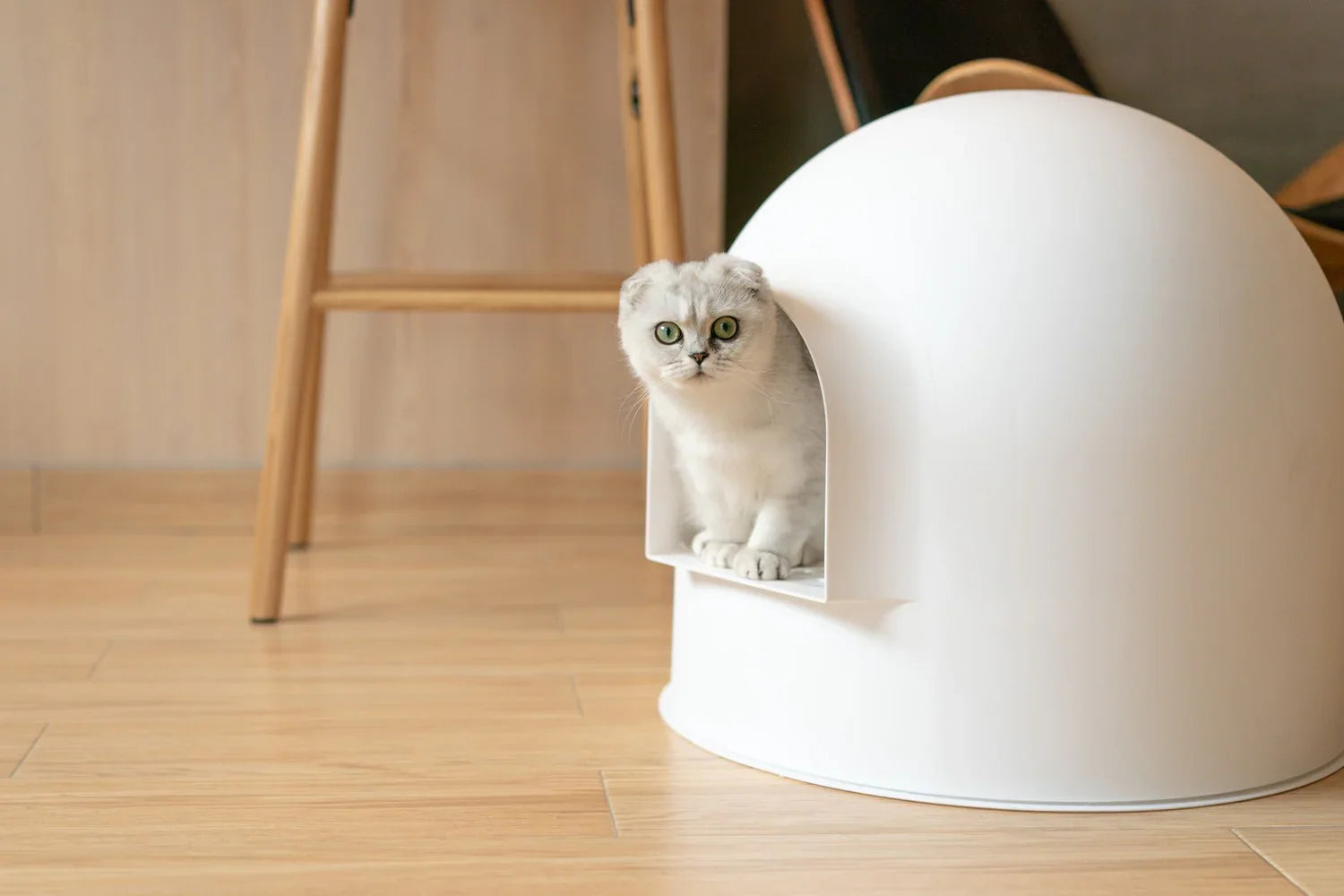 Here are some lesser-known facts about cats!