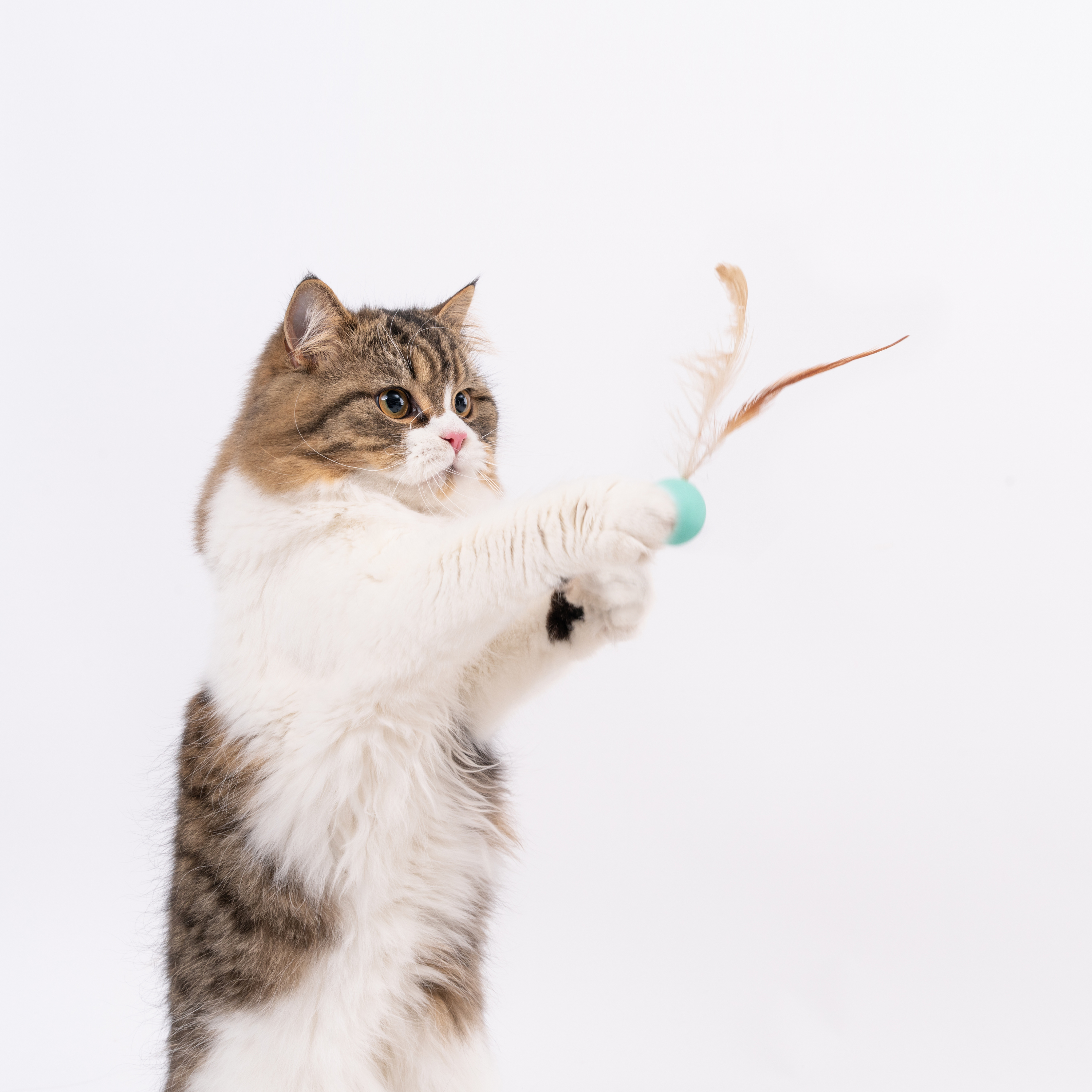 Magical bouncy ball with feather tail provides unpredictable indoor play for cats.