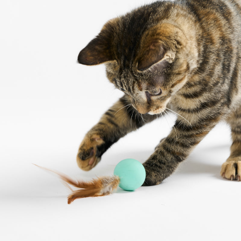 Mint green bouncy ball cat toy with feather tail for indoor interactive play, triggering chase instincts.