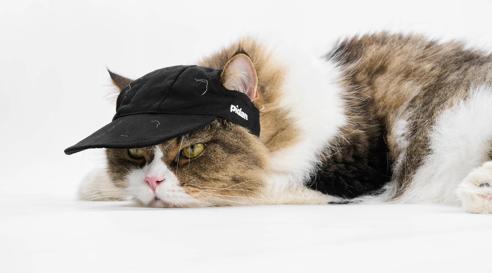 A long-haired cat lying flat on a white backdrop in the black cat cap, the peak tipped over one eye
