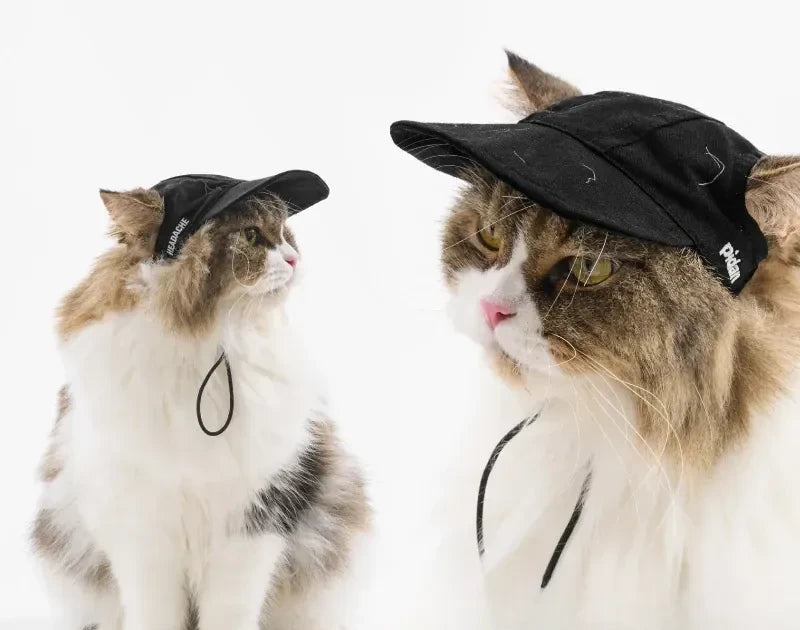 Two long-haired cats on a white studio backdrop, the nearer one wearing the black cat cap